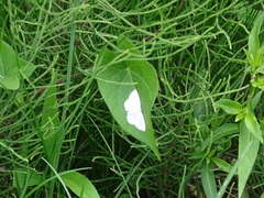 Scopula quadrilineata