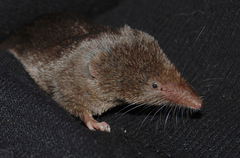 Sorex ornatus