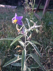 Solanum elaeagnifolium