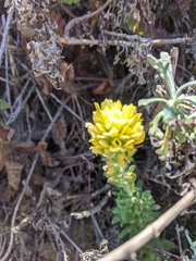 Castilleja wightii