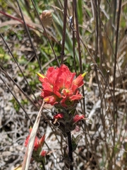 Castilleja wightii