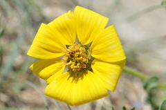 Engelmannia peristenia
