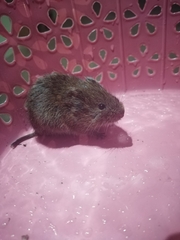 Microtus mexicanus