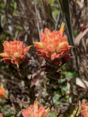 Castilleja wightii