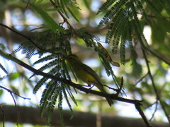 Vireo hypochryseus