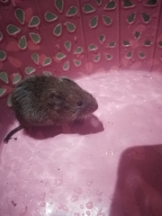 Microtus mexicanus