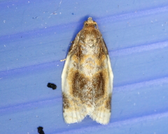 Clepsis melaleucanus