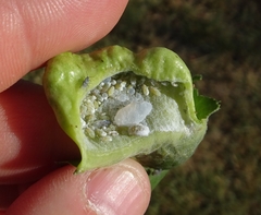 Pemphigus longicornis