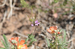 Erodium cicutarium