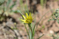 Tragopogon dubius
