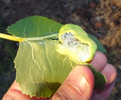 Pemphigus longicornis