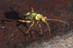 Rhabdomiris striatellus