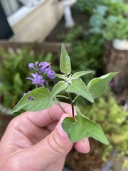 Solanum dulcamara