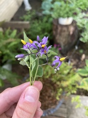 Solanum dulcamara