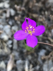 Phemeranthus calcaricus