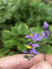 Solanum dulcamara
