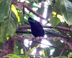 Philepitta castanea