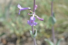 Penstemon fendleri
