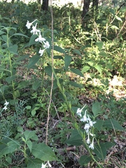 Delphinium carolinianum virescens
