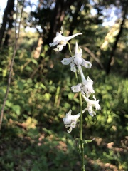 Delphinium carolinianum virescens