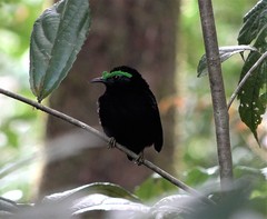 Philepitta castanea