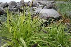 Carex macrochaeta