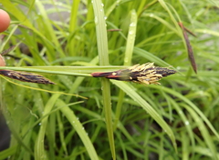 Carex macrochaeta