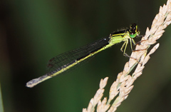 Ischnura denticollis