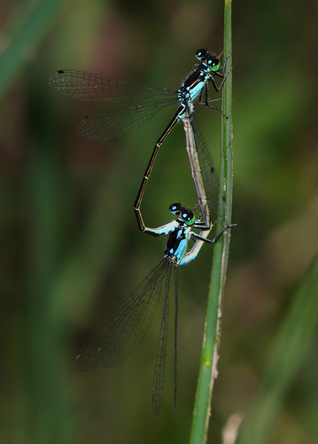 Plains Forktail