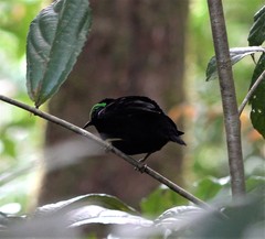 Philepitta castanea