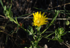 Xanthisma texanum drummondii