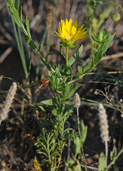 Xanthisma texanum drummondii