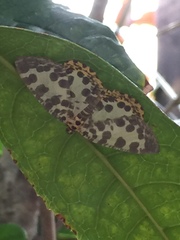 Euryobeidia languidata