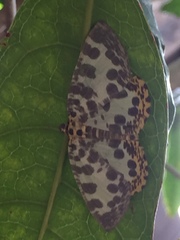 Euryobeidia languidata