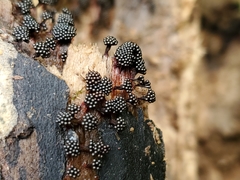 Metatrichia