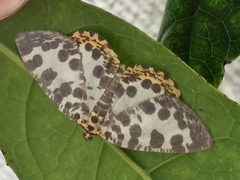 Euryobeidia languidata