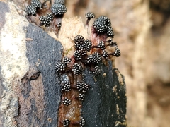 Metatrichia