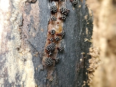 Metatrichia