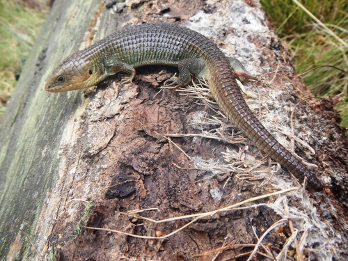 Transvolcanic Alligator Lizard