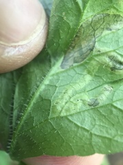 Phytomyza spondylii group