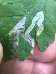 Phytomyza spondylii group