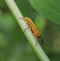 Lixus concavus