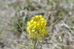 Erysimum capitatum
