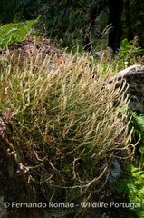 Sesamoides suffruticosa