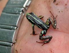 Epipedobates anthonyi