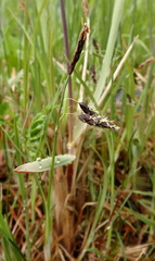 Carex pluriflora