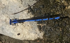 Argia lacrimans