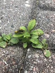 Saperda puncticollis