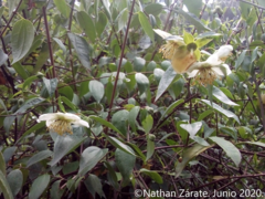 Philadelphus mexicanus