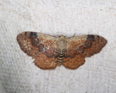 Leptostales ferruminaria